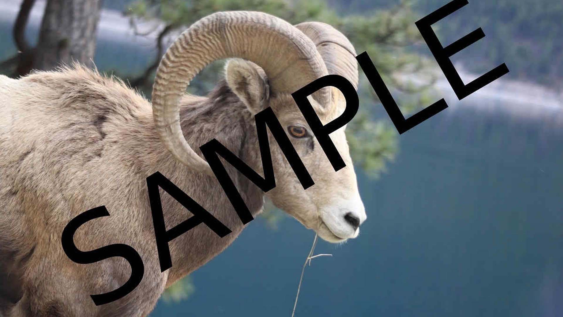 sheep_before